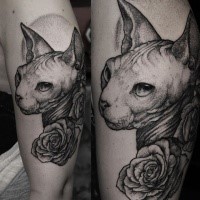 Stippling style colored shoulder tattoo of Sphinx cat