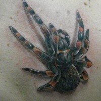 Tarantula spider tattoo on back