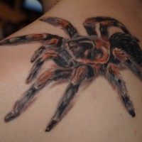 Tarantula spider tattoo on shoulder