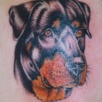 Rottweiler il cane tatuato dal foto