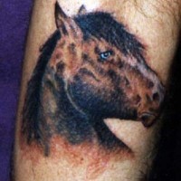 Horse head realistic tattoo