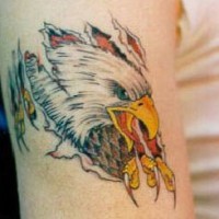 Coloured eagle from under skin rip