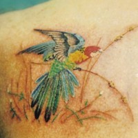 Tatuaje en el hombro, ave en la hierba