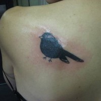 Full black bird on shoulder