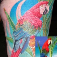 Tatuaggio bellissimo sulla spalla il pappagallo colorato