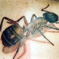 Tatuaje de tres hormigas negras en color.