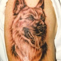 Pastore il cane tatuato sul deltoide