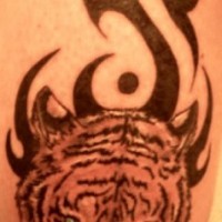 Tiger on tribal tattoo