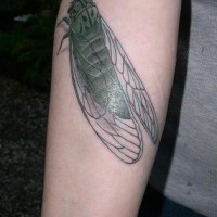 Large realistic cicada tattoo on arm