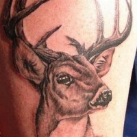 Meraviglioso cervo nero tatuato sul deltoide