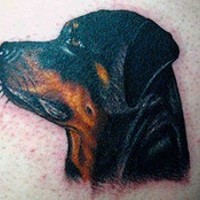 tatuaje realístico de perro rottweiler