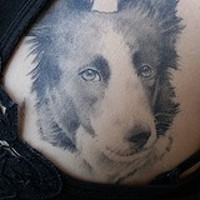 lessie collie cane tatuaggio