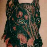 Doberman tranquillo tatuaggio