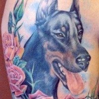 Doberman with roses coloured tattoo