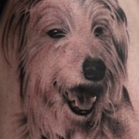 Le tatouage de portrait d'un chien hirsute