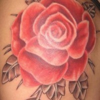 Tender red rose tattoo on shoulder