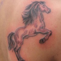 Le tatouage d'un jeune cheval