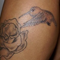 Unfinished hummingbird tattoo