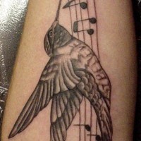 Hummingbird on musical notes tattoo