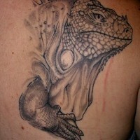 Un'iguana pensierosa sulla schiena