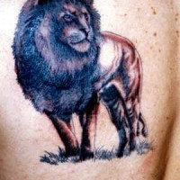 Old male lion tattoo