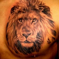 El tatuaje realista de la cabeza de un leon en el pecho