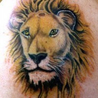 Realistic lion head tattoo