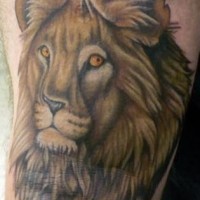 El tatuaje en colores de la cabeza de un leon  y una melena grande