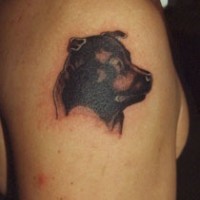 Hundekopf Amstaff Tattoo an der Schulter