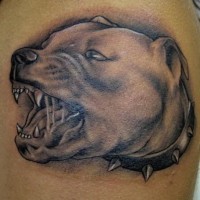 Aggressiver Pitbull Tattoo