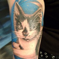 el tatuaje de un gato realista en el fondo de color azul hecho en el brazo
