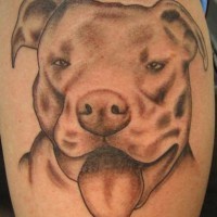 Pitbull Hund Tattoo