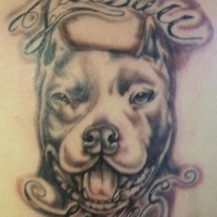 pit bull terrier nero inchiostro tatuaggio