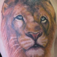 Realistic lion tattoo in colour on shoulder