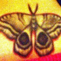 Coloured papillon tattoo