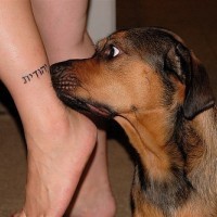 Un chien étonné de tatouage hébreu