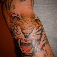 Roaring tiger with hebrew writings tattoo