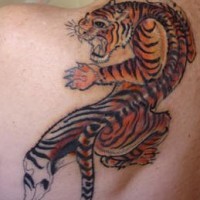 Colourful crawling tiger tattoo on upper back