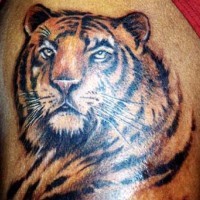 Realistic colourful tiger tattoo