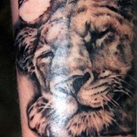 Black ink sleeping lion tattoo