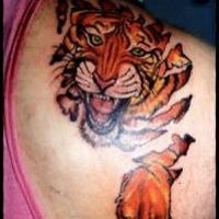Tiger krabbelt von Haut Tattoo