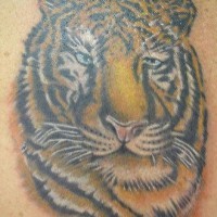 Old tiger head coloured tattoo