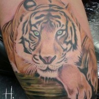 Liegender Tiger farbiges Tattoo
