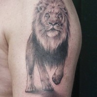 El tatuaje de un leon muy realisto hecho en color negro en el hombro