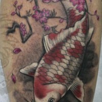 Roter und weißer Koi-Fisch unter japanische Kirschblüte