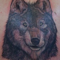 Un joli loup avec le tatouage de gros yeux
