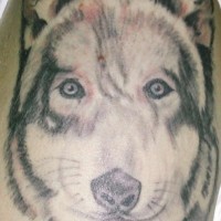 Tête de loup avec le tatouage de cicatrice
