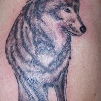 Schönes Tattoo mit hübschem Wolf