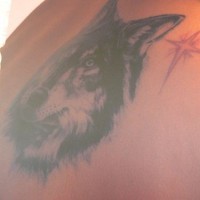 Gros tête de loup avec le tatouage d'étoile rouge