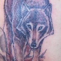 Tattoo with cautious wolf on grass